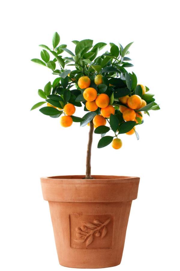 Orange Tree Garden Apartman Trogir Kültér fotó